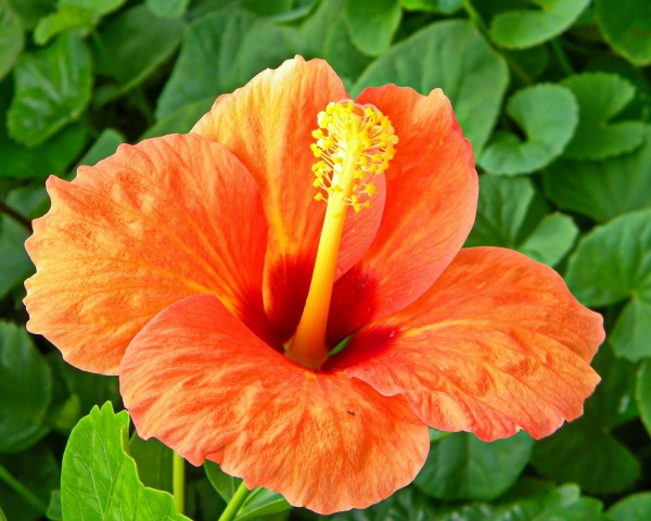 Hibiscus (Orange Red) - Plant